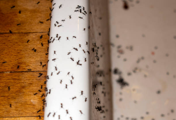Best Emergency Pest Control  in Princeton, WI